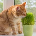 Pour nos animaux - Herbe à Chat (Orge) - BIO - Grand Modèle  - MEDIA_EN_SITUATION_1